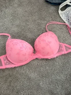 Rosa bh